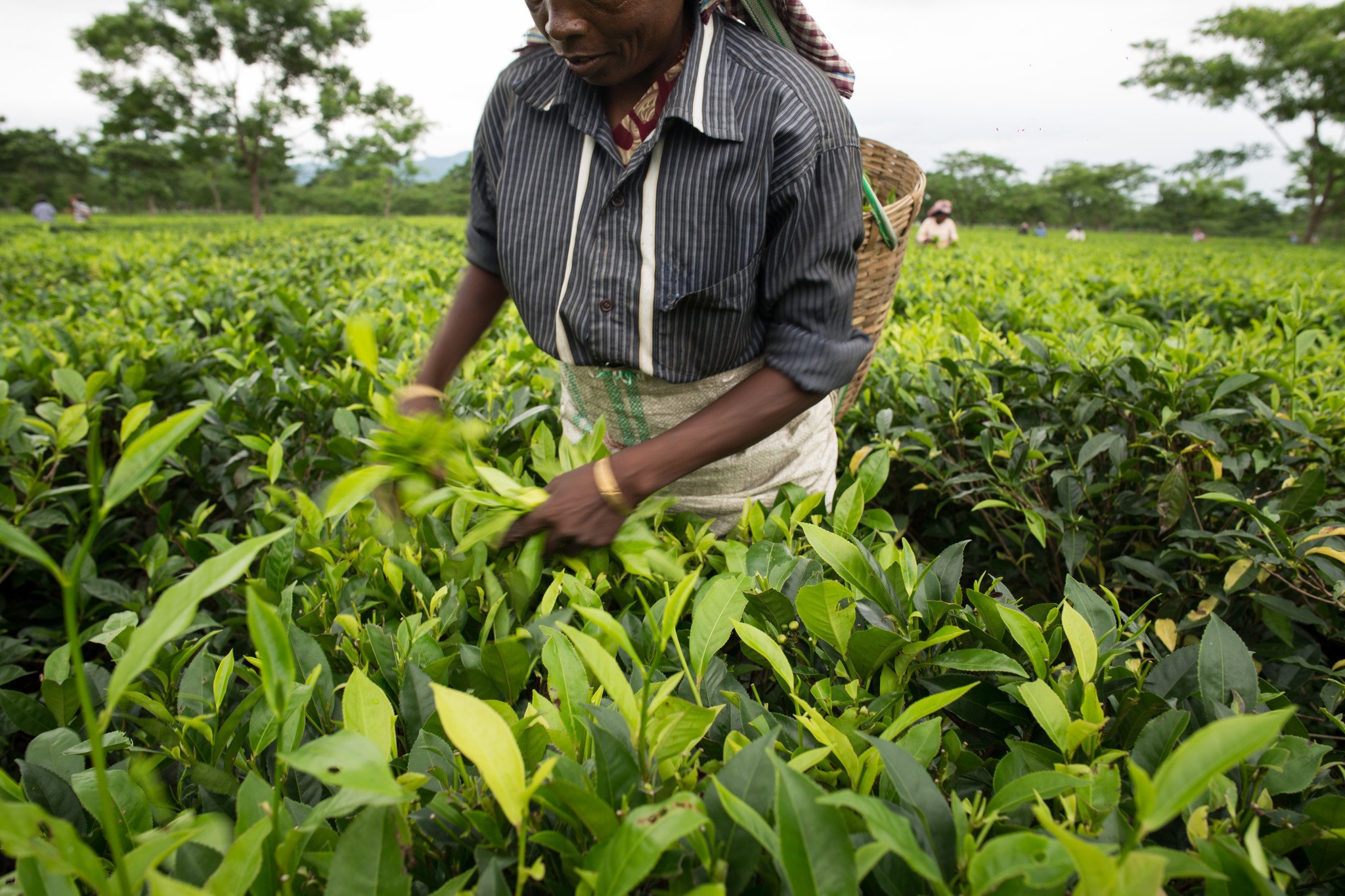 印度︰乐施会和伙伴团体访问了14个盛产茶叶的地区多名采茶工人，发现全部受访者已停工多月，当中不少人正面对粮食不足的情况，急需外界支援。